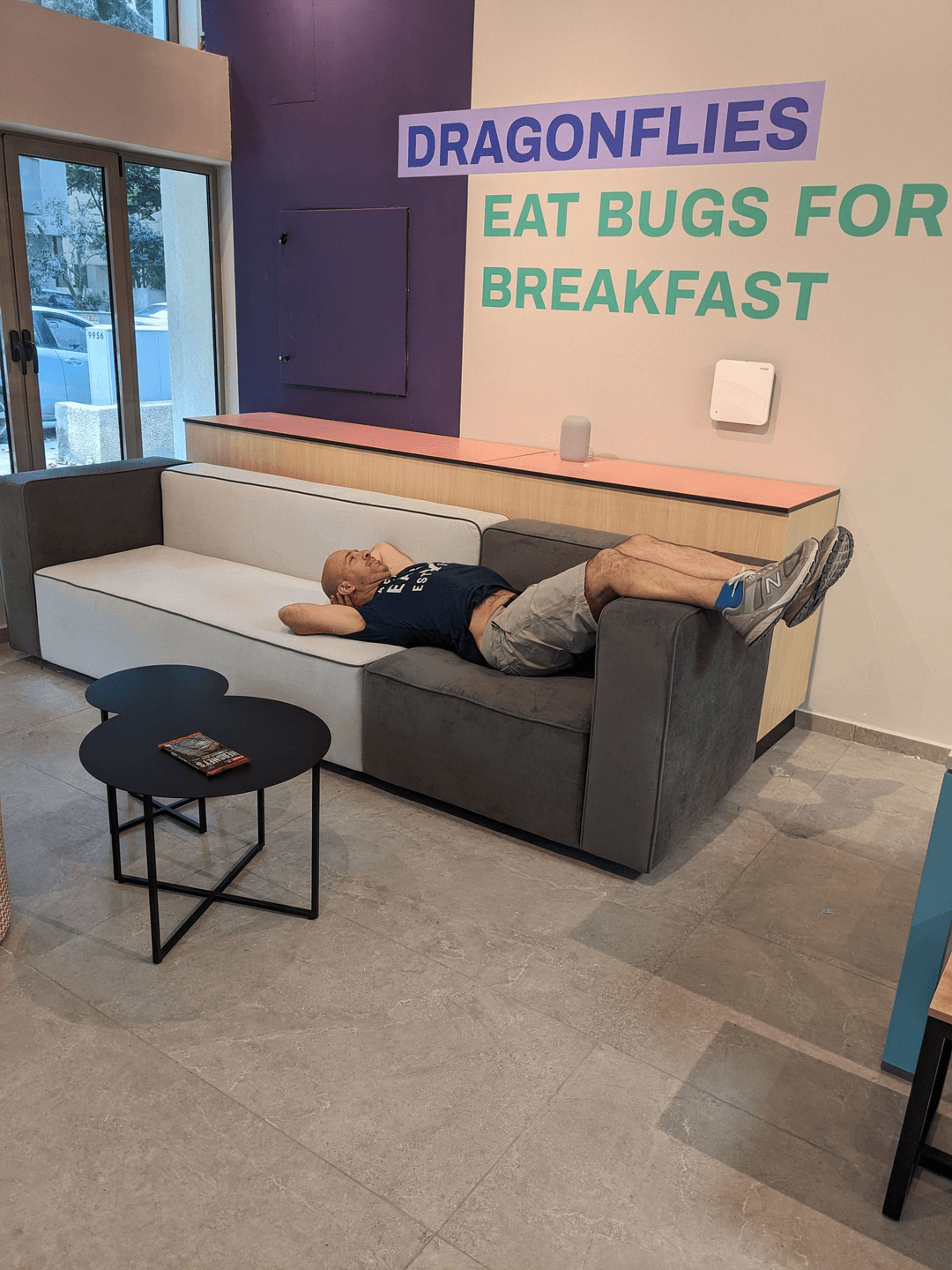 Dragonflies Roman sleeping on the couch